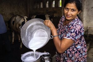 Milk Diary in Zirakpur